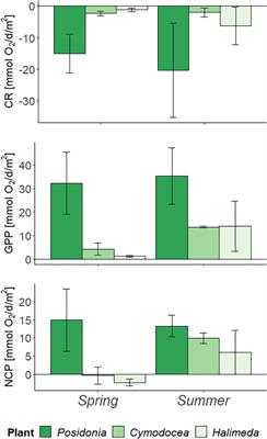 Marine Macrophytes as Carbon Sinks: Comparison Between Seagrasses and the Non-native Alga Halimeda incrassata in the Western Mediterranean (Mallorca)